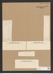 Cylindrotheca gracilis (Breb.) Grun. (de-Toni-Nr.: Genus 52, Species 2215) Zeichnungen Sammlung Grunow Nr. 4626 (NHMW-BOT-W0372676)